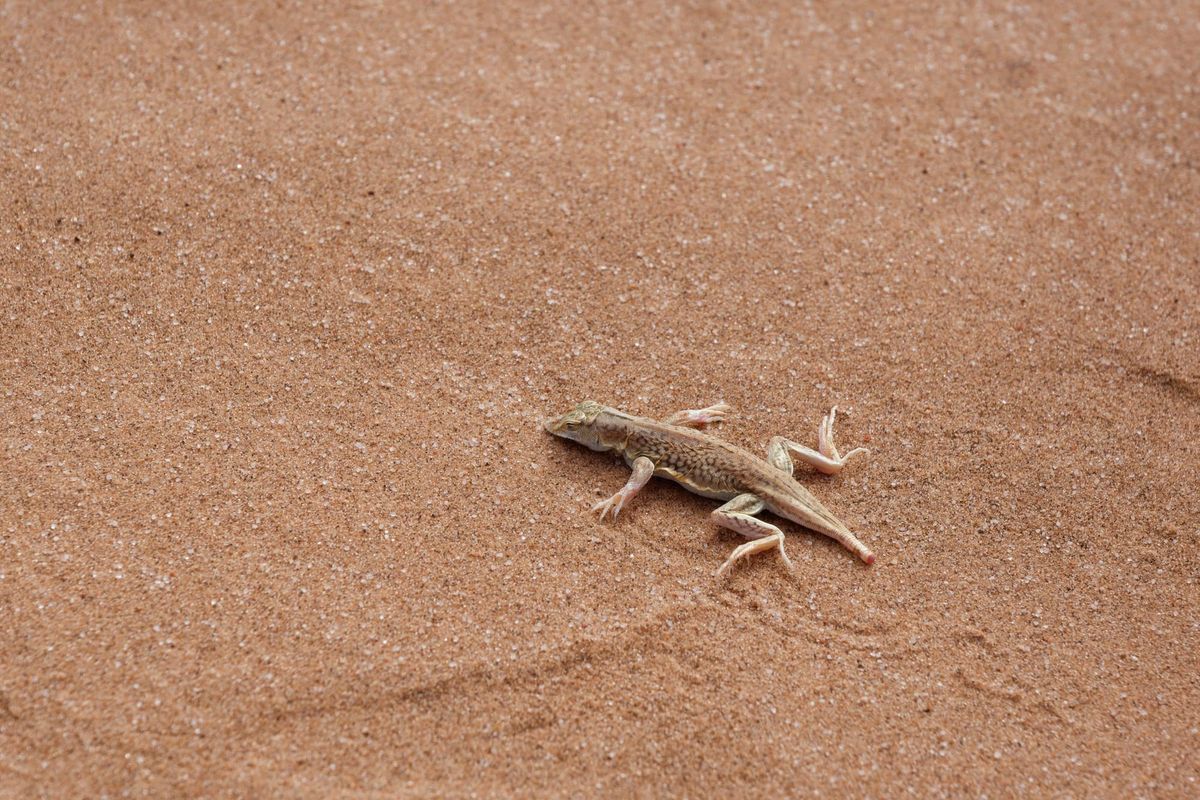 Ken Paxton Has a New Nemesis: This Tiny, Endangered Lizard