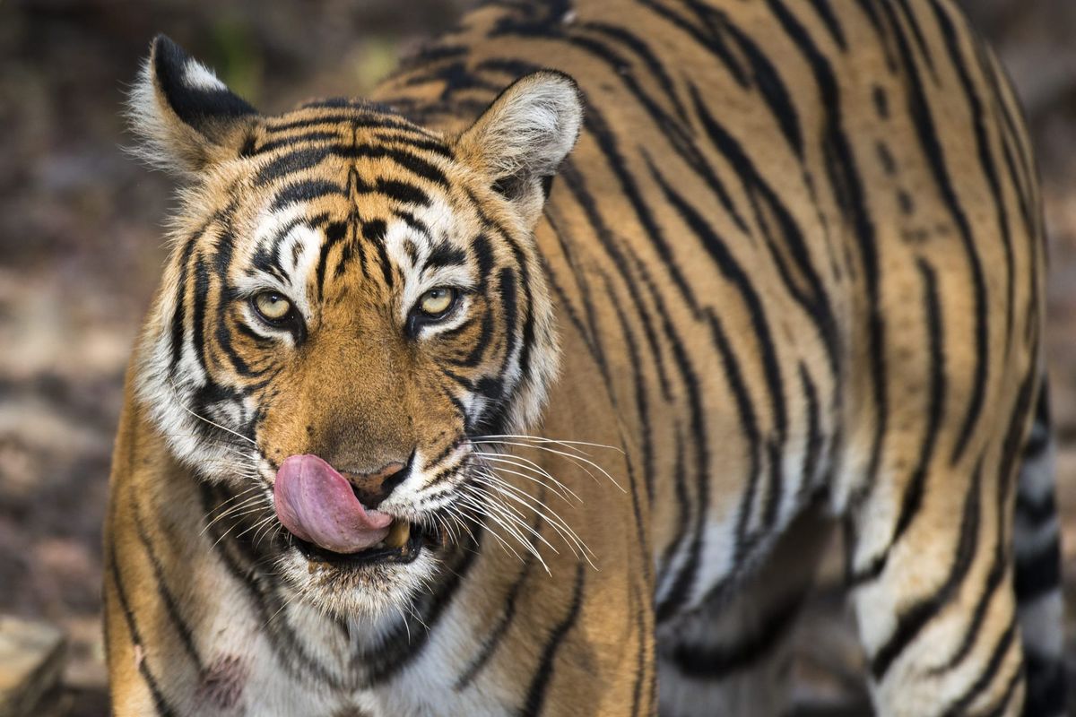 Escaped Tiger Caught Near South Texas Border