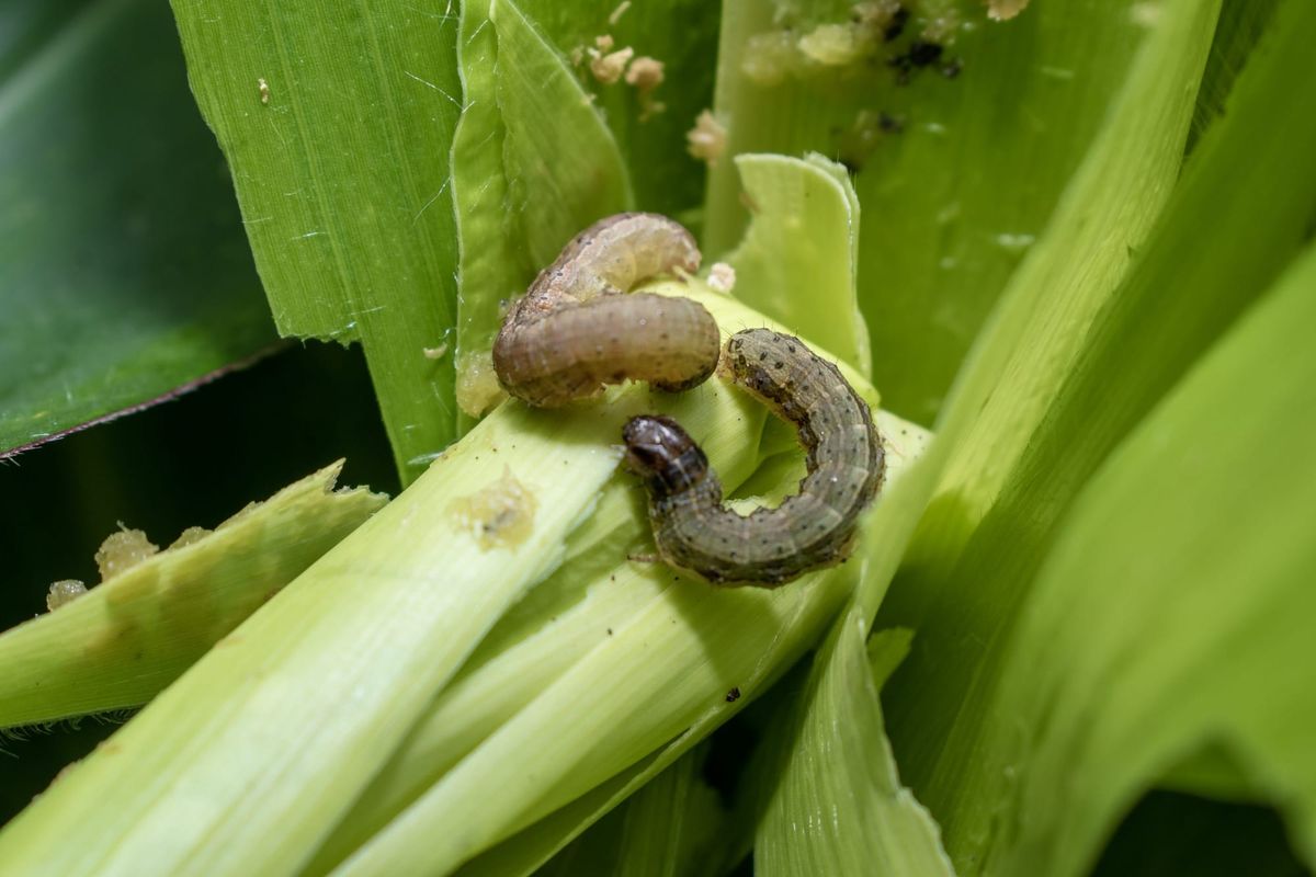 This Worm Is Destroying Lawns Across Texas