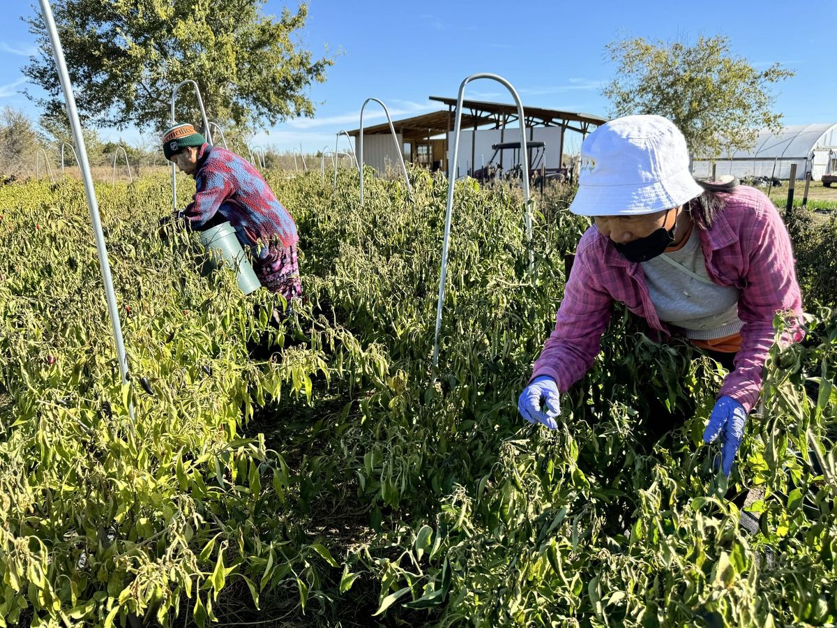 This Texas Farm Gives Refugees a New Beginning