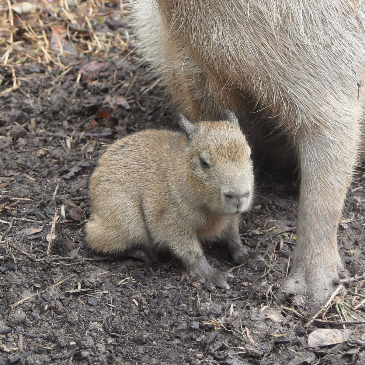 A Christmas Miracle! Baby Capybara ‘Tupi’ Born at San Antonio Zoo.
