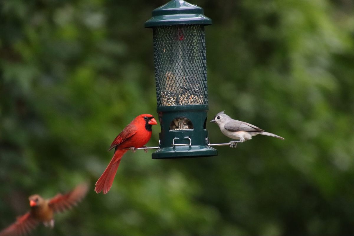 How a Feeder Cam Turned Me Into a Bird-Watching Dad