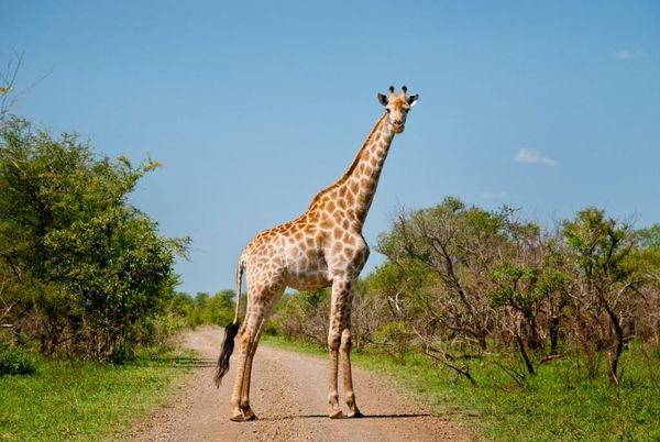 Camp Mystic files for bankruptcy, a heated Senate race, one missing giraffe🦒