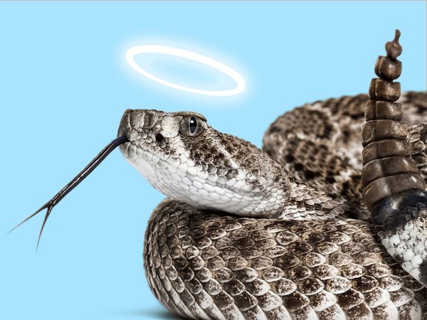 A coiled rattlesnake with its tongue out and a halo above its head on a blue background