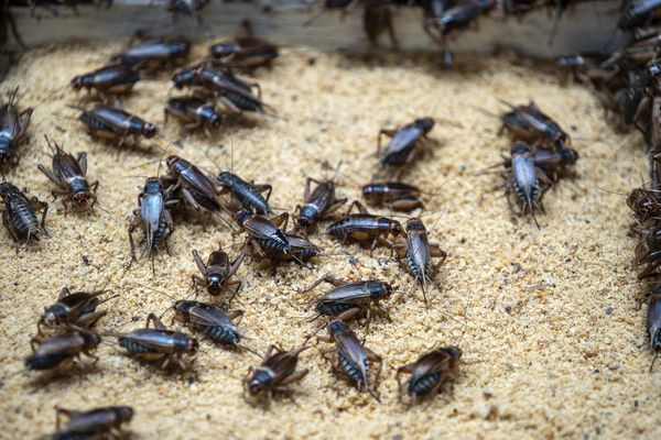 The Annual ‘Biblical Plague’ of Crickets Has Arrived at the Texas Capitol