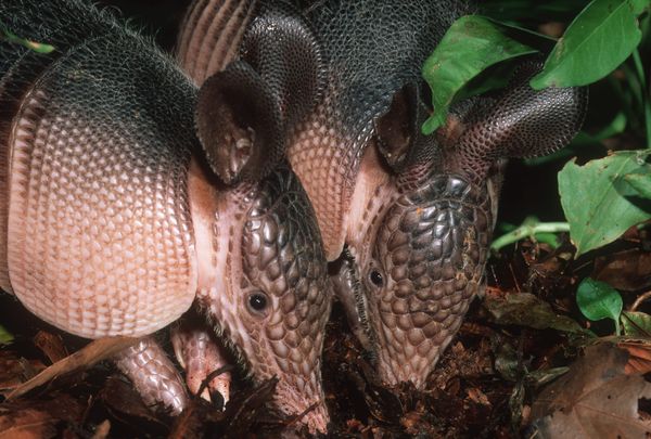 The Absolute Grossest Critters in Texas