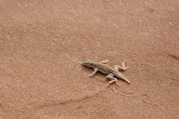 Ken Paxton Has a New Nemesis: This Tiny, Endangered Lizard