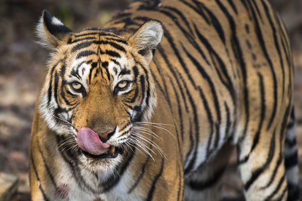 Escaped Tiger Caught Near South Texas Border