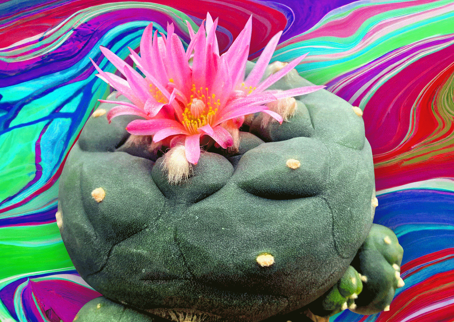 a blooming peyote plant with a psychedelic background