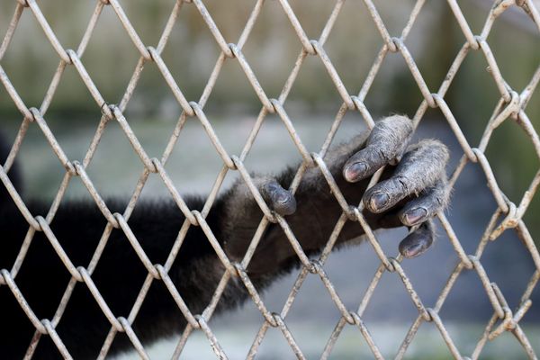 Dallas Influencer Wants Her Pet Monkey Back: Report
