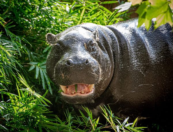 Move Over Moo Deng — Texas Has Its Own Pygmy Hippo Now