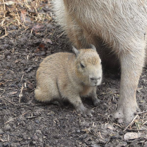 A Christmas Miracle! Baby Capybara ‘Tupi’ Born at San Antonio Zoo.