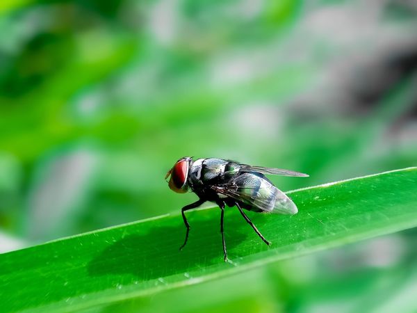 Officials Warn Texans of Parasites That ‘Screw Into Flesh With Sharp Mouth Hooks’