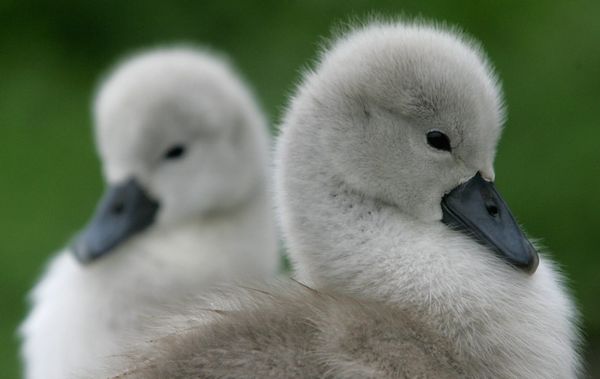 Take Down Your Bird Feeders. Texas Parks & Wildlife Warns Bird Flu Is Highly Contagious.
