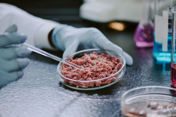 Texas Bans Lab-Grown Meat, Declares Freedom Only Counts If It Mooed First