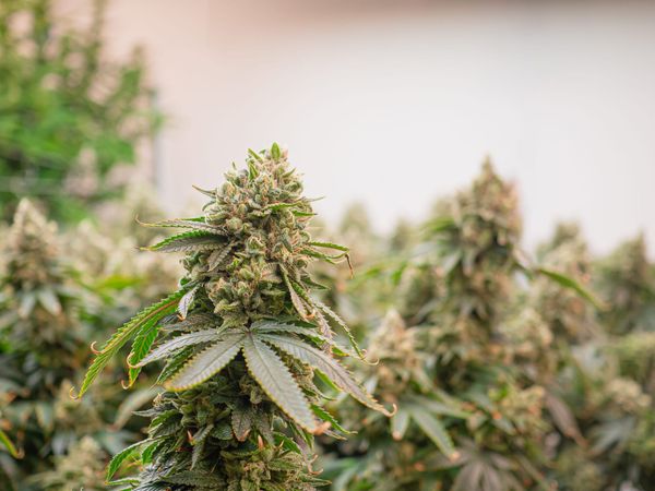 ‘Nanny Dan Lost, Y’all’: Texans Celebrate THC Ban’s (Third) Failure