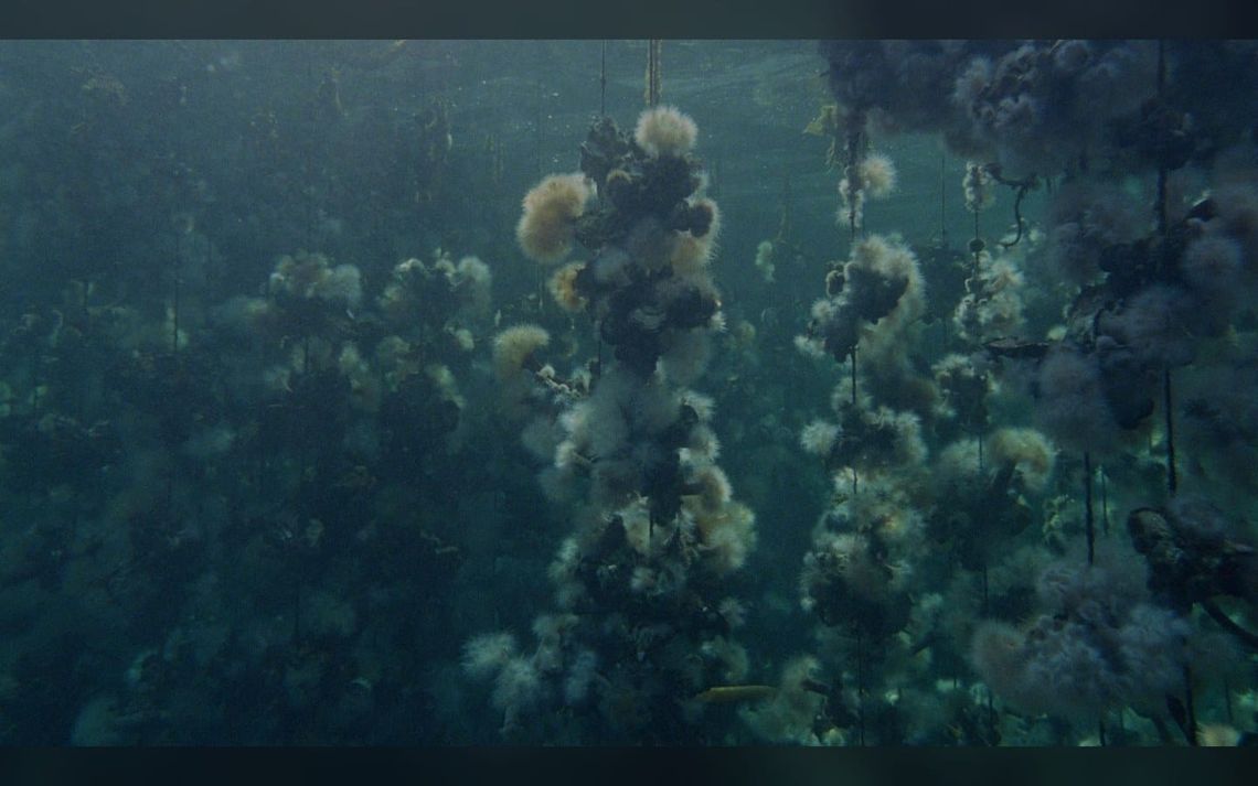 ‘Concrete Turned to Sand’ Dives Into Oyster Farms, With Otherworldly Imagery From the ‘Backrooms’ DP (Exclusive Clip)