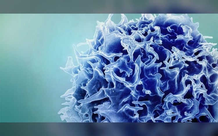 Amping up T cells to target cancer