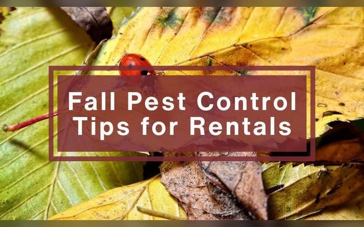 Fall Pest Control Tips for Rentals