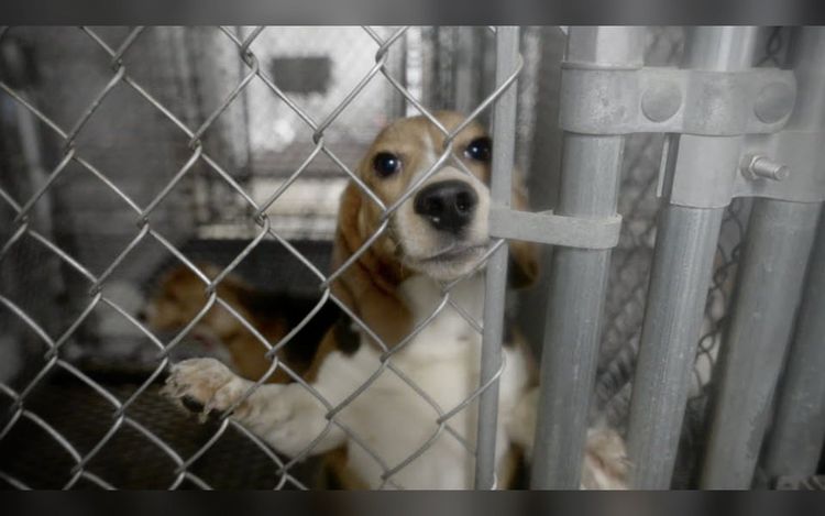 Producers Ross Kauffman, Sarah Sarandos, Scott Veltri Board ‘They Were Good Dogs,’ Lily Blavin Exposé On Beagles Used For Research