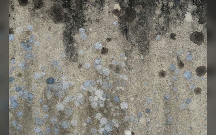 Mold Is Growing Into Major Problem For Apartment Owners
