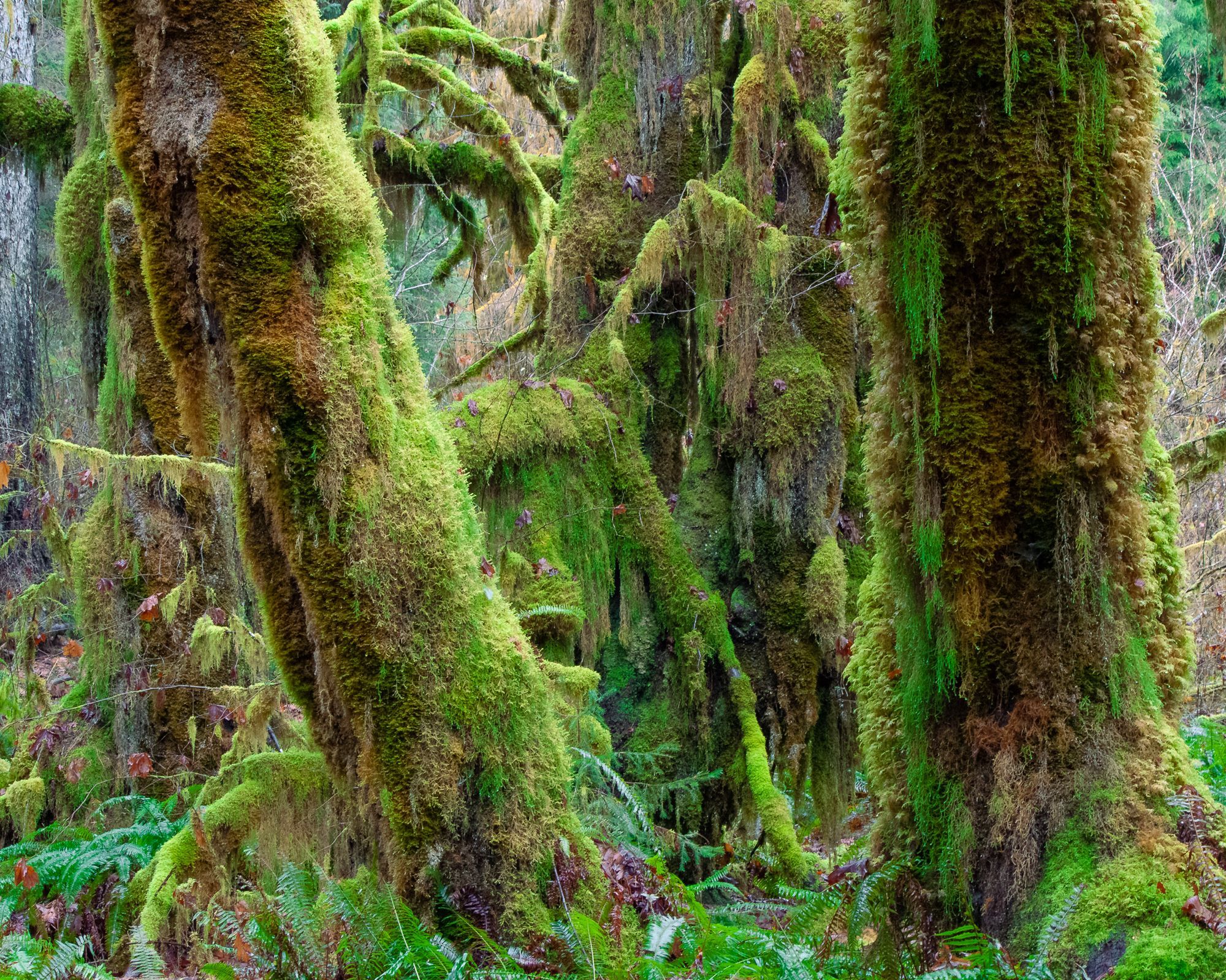 Hall of Mosses, Olympic National Park