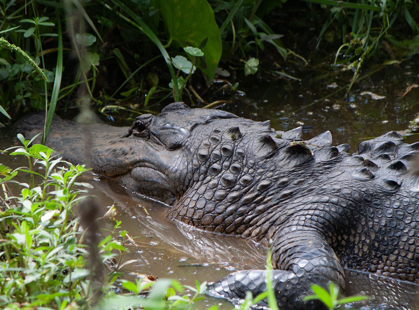 Photo Safari:  Brazos Bend State Park Photos