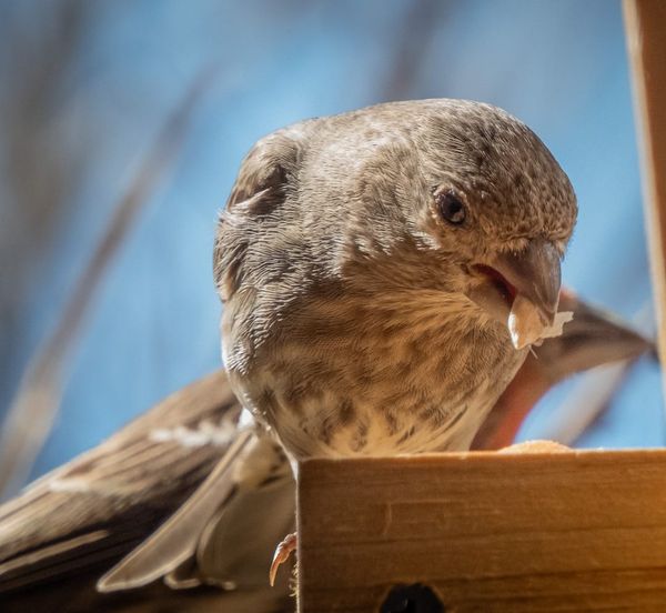 Shooting Birds