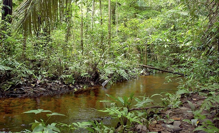 Why Big Tech is Going Big on Carbon Credits