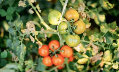 CBS Overnight America: Internet of Tomatoes, Brain-Dead Easy Home Wi-Fi, Hearables and More