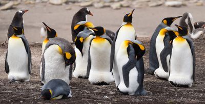 Building AI’s Foundation, One Penguin at a Time