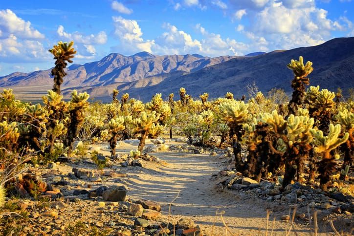 The Desert Wants You to Walk Into It