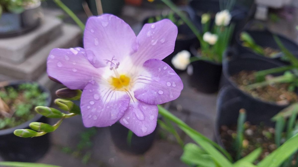 Spring Flowers, Lemons & Pots of Purple