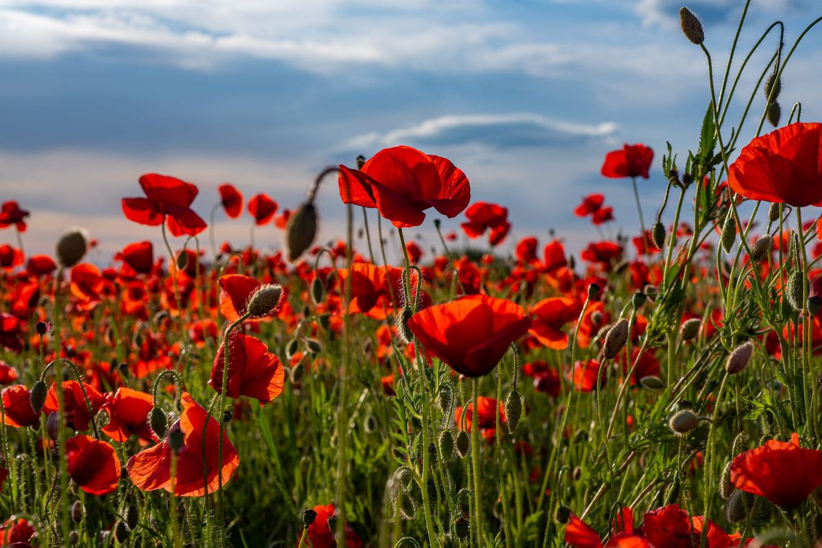 One... Lest we Forget