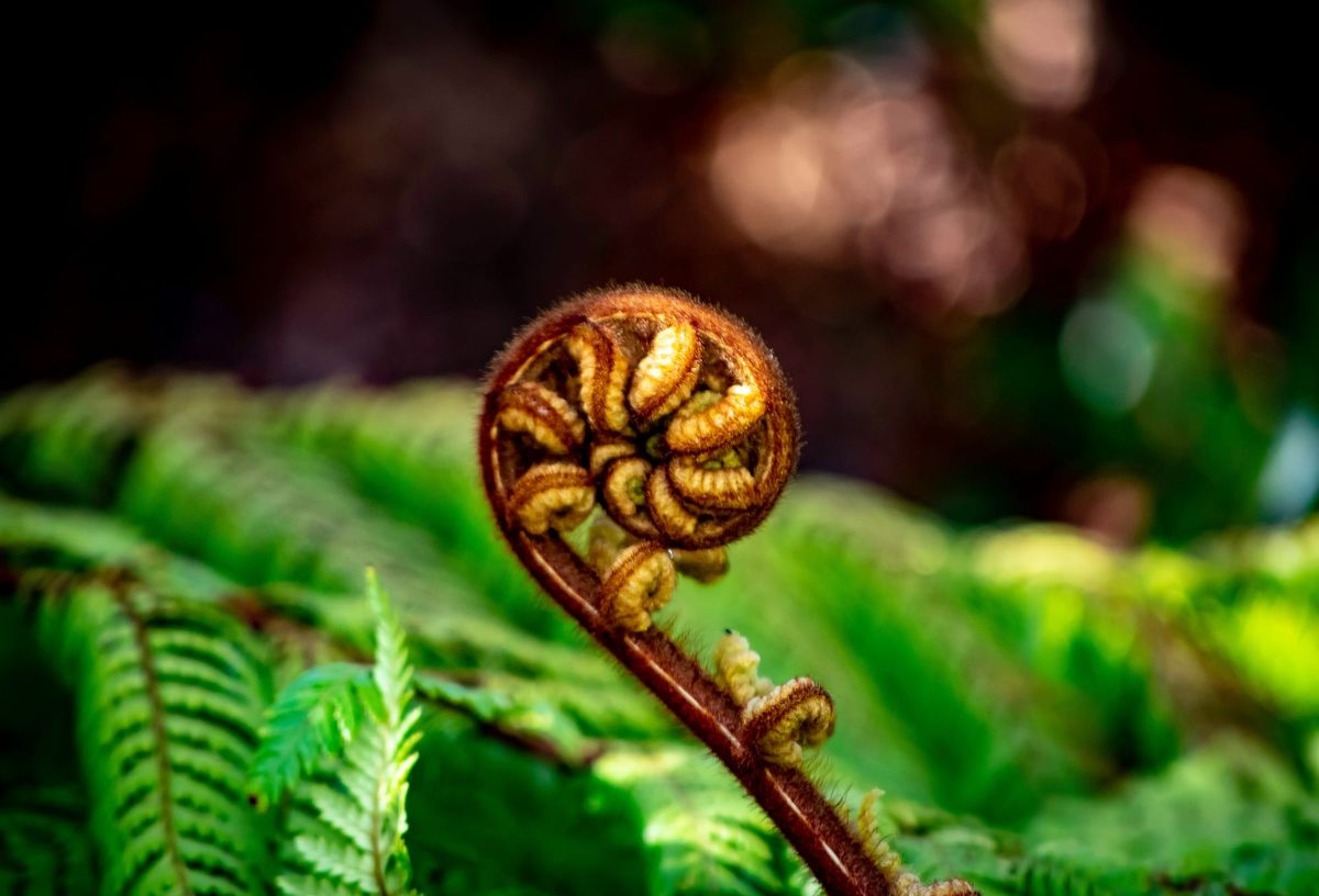 Koru & Stars