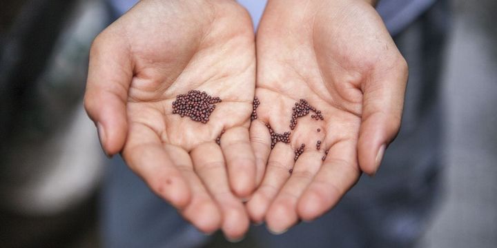 Seeds