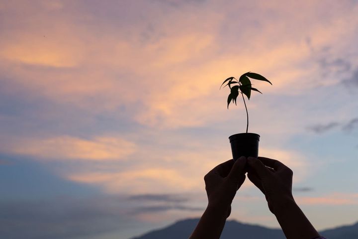 A day for planting, growing and chocolate