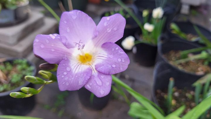 Spring Flowers, Lemons & Pots of Purple