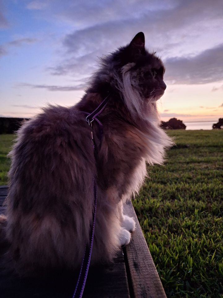 Cats, Clotheslines & Courier packages