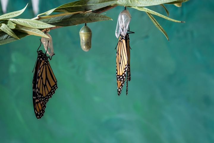 Butterflies