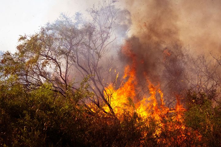 Bush Fires