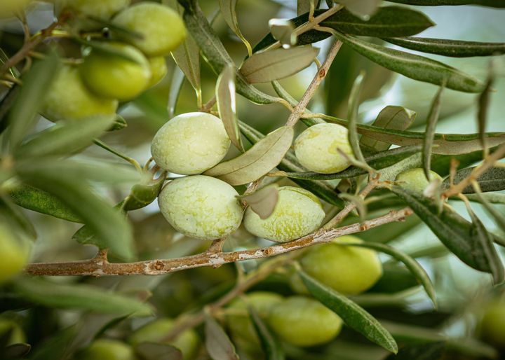 5 Senses to Prayer - Bumper crop of Olives