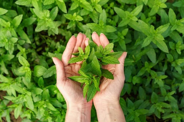 Sensory Prayers - Herbs and Spices