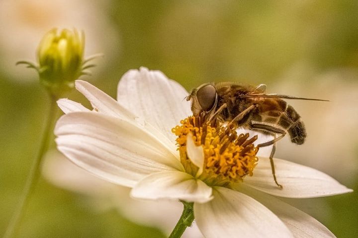 Sensory Prayers - Bees & Honey