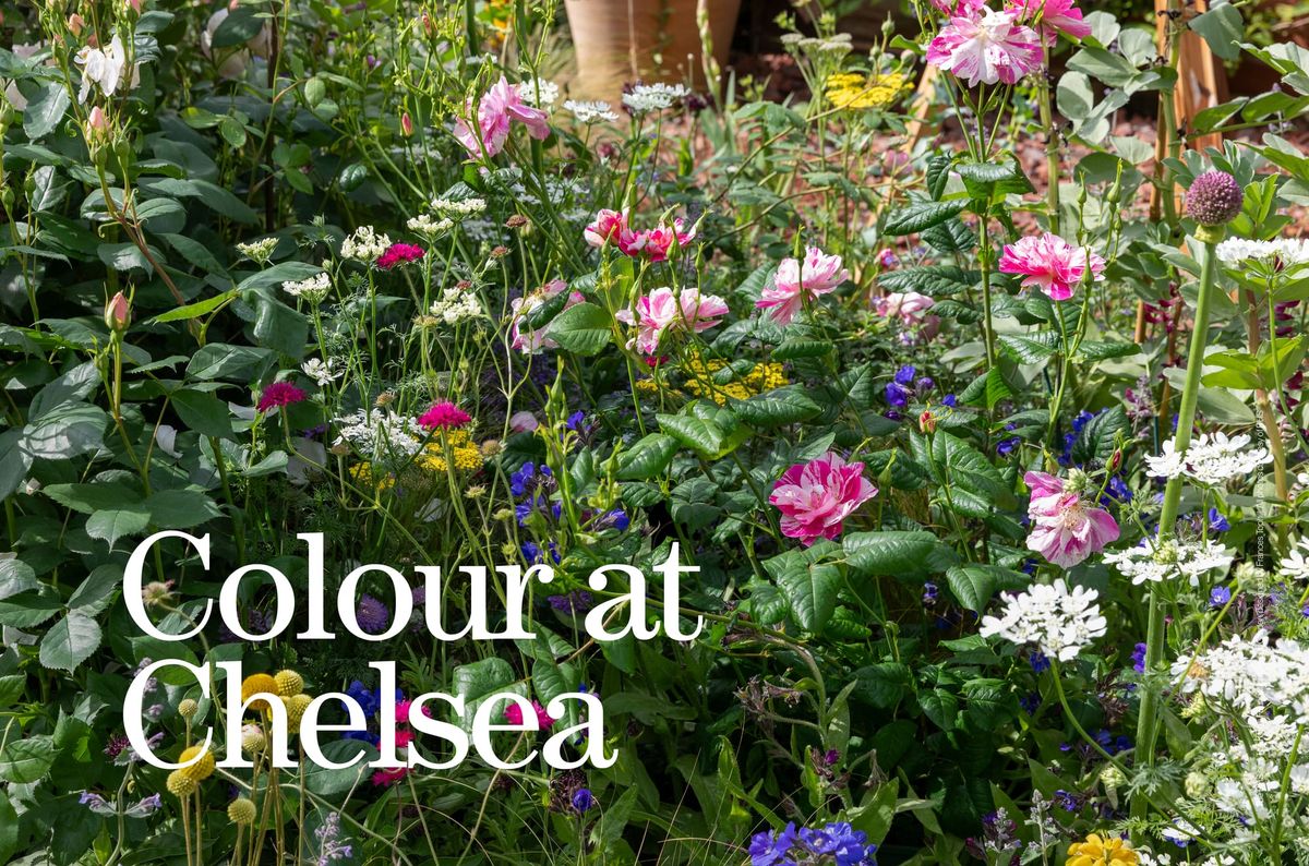Colour at Chelsea Flower Show