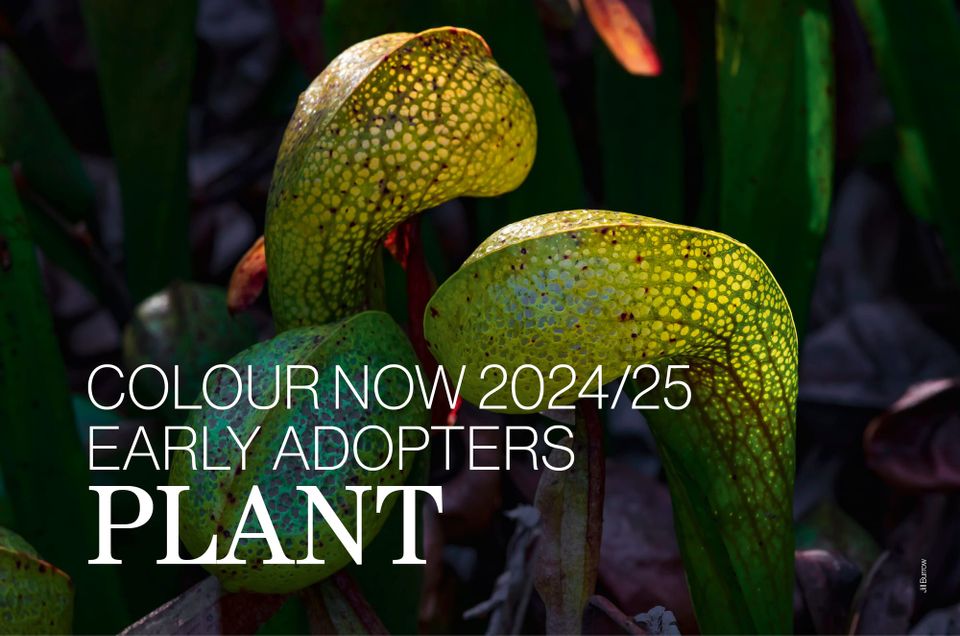Colour Now 2024/25 | PLANT