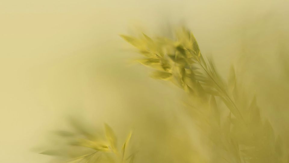 PPG's Colour of the Year 2026 | Secret Safari