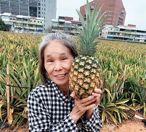 種瓜得瓜種to̍k得to̍k——002 鳳梨