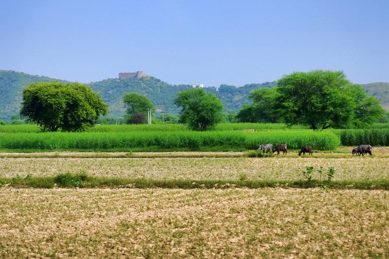 Towards poverty alleviation through sustainable agriculture