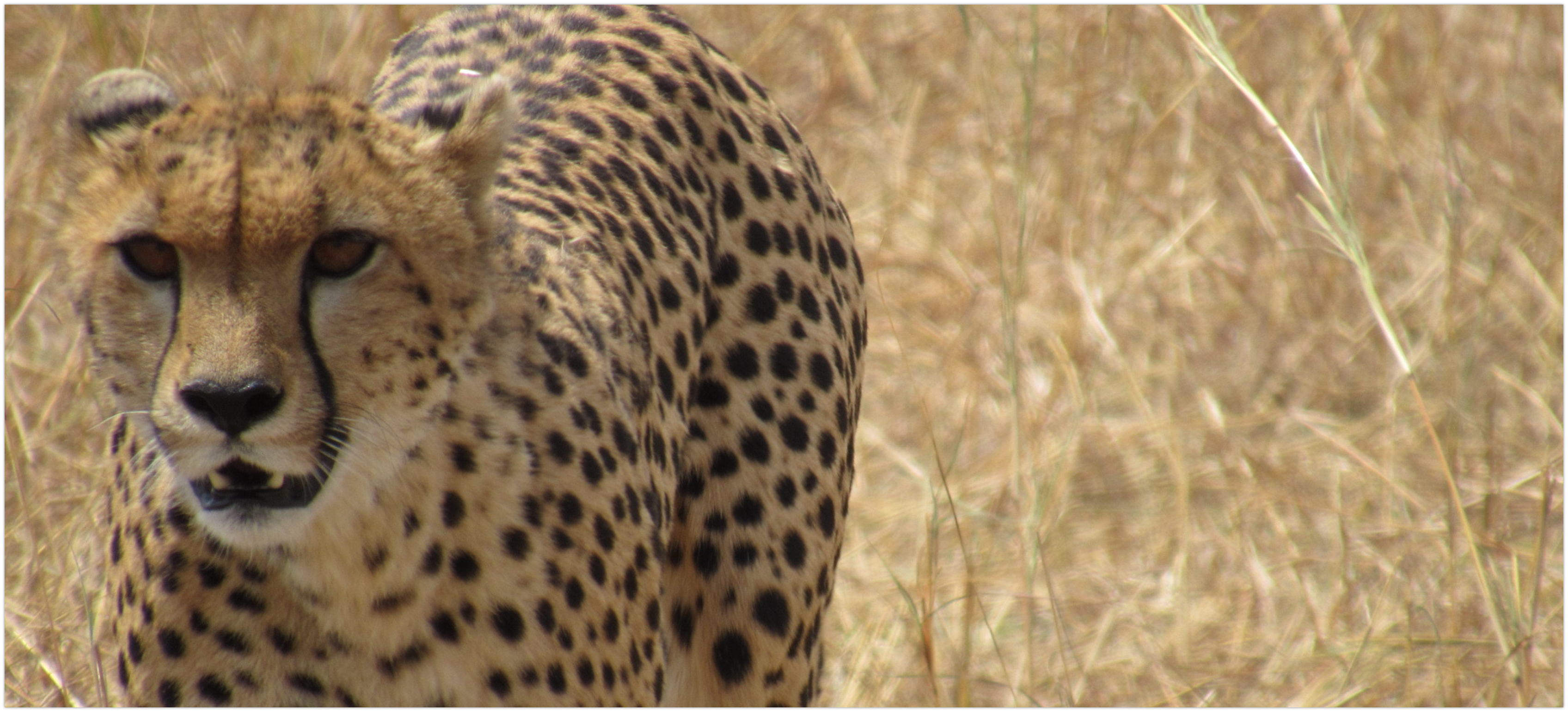 in that cheetah's eyes